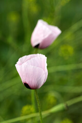 White poppy close up in field. Summer flowers.