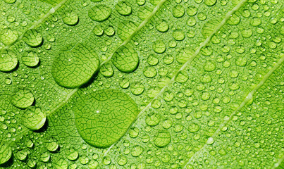 Close up rain drops on green leaf, water and Panorama water and nature background concept