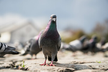 Front view of the face of Rock Pigeon face to face.Rock Pigeons crowd streets and public squares, living on discarded food and offerings of birdseed.