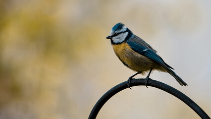 Blaumeise 