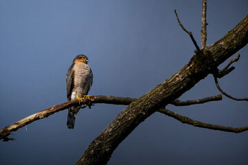 Greifvogel in der Schweiz