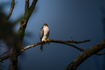 Greifvogel in der Schweiz