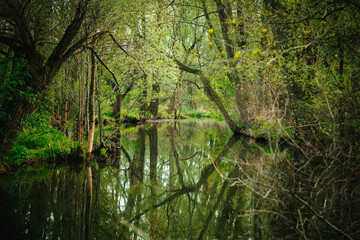 Misty and deep green forest and their reflection in the river water. Beautiful colorful natural landscape with a river surrounded by green foliage of trees in the sunlight. Beauty of nature concept
