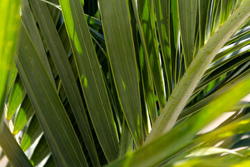Tropical palm leaves background tropical concept. summer concept. 