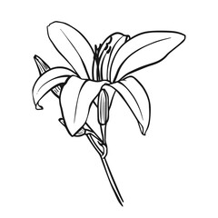Vector illustration of a lily. Doodle style. Suitable for design, printing, decoration, textiles, paper and colorings.