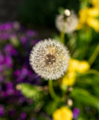 Close up shot of the seedhead of Taraxacum