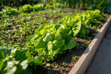 Green lettuce leaves in the vegetable field. Gardening background with green salad plants in the ground. Bio vegetables, organic farming concept.