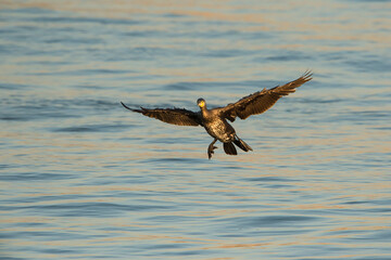Great Cormorant (Phalacrocorax carbo) juvenile about to land on the water of a harbour
