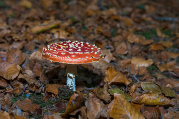 Fly Agaric (Amanita muscaria) growing between leaves in a forest
