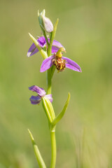 Bee Orchid (Ophrys apifera) flowering in a dune valley with three flowers and buds