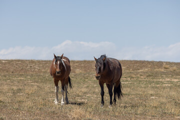 Wild Horses in Springtime in the Utah Desert