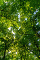 Trees in the forest