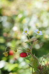 Flower and fruit of a wild woodland strawberry