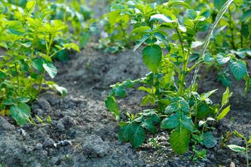Watering potato bushes with a stream of water from a hose under the root.