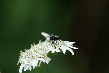 common green bottle fly (Lucilia sericata)