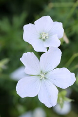 white flower of a cranesbill geranium