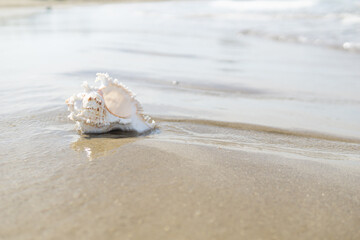 砂浜と貝がら