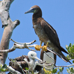 Blue boob marine bird with yellow legs standing on a branch of a dead mangrove tree with bright sunlight on a blue sky day 