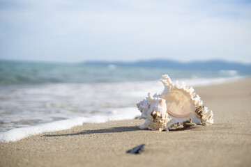 砂浜と貝がら