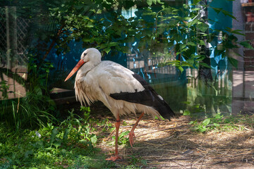 stork in a glass room, in a zoo, selective focus