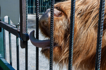 Highland - Scottish cow begs for food from zoo visitors, animal in captivity