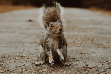 funny squirrel on the road © Alchaya 