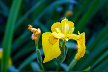 yellow iris bloomed in a flower bed, selective focus