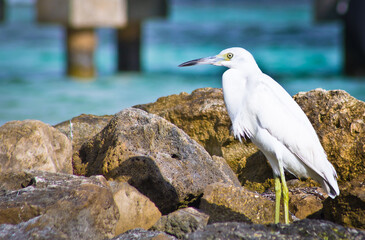 White heron with yellow legs standing on rocky beach of the Caribbean Sea in sian Kaan national park near Tulum 