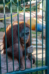 sad lonely chimpanzee in a zoo cage