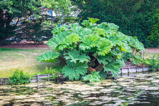 Decorative shrub with large leaves along the waterfront. Name is Gunnera manicata, also known as Giant rhubarb.