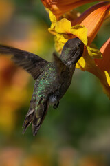 Image of a green hummingbird shown feeding on a yellow trumpet-like flower.