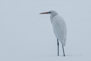 Seidenreiher im Winter