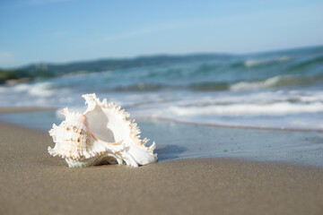 波打ち際と貝殻