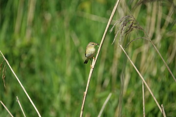 willow warbler (Phylloscopus trochilus) taking insects to feed its young