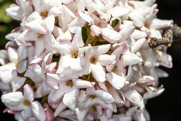 Flowers of ‘Koreanspice’ Viburnum (Viburnum carlesii)