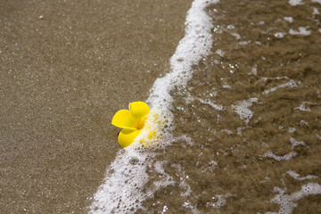 波とプルメリアの花