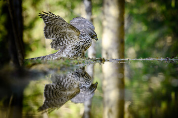 Northern goshawk (Accipiter gentilis) by small pond with reflection