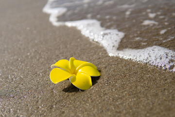 波とプルメリアの花