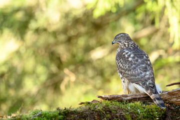 Northern goshawk (Accipiter gentilis) in forest, autumn light, green background