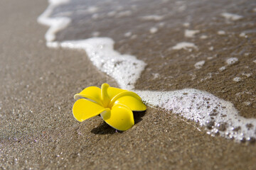 Obraz premium 波とプルメリアの花