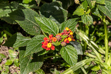 Red and yellow tropical flower Lantana camara (common lantana), Spanish flag, big-sage, Putush, Kongini, wild-sage, red-sage, white-sage, korsu wiri, korsoe wiwiri, tickberry, Kashi Kothan, West India