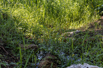 Dark water in the swamp in the park. Swamp greenery around the water. Reflection of grass and trees in the water. Earth and grass around the swamp.