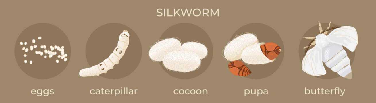 Silkworm. Stages of development: egg, caterpillar, cocoon, pupa,  butterfly.