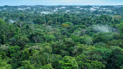 Fototapeta na wymiar Beautiful landscape of the amazon rainforest, Yasuni National Park, Ecuador