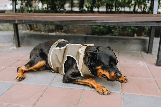 A beautiful large thoroughbred military dog guard Rottweiler in a special uniform lies in the park near the bench. Photo of an animal.