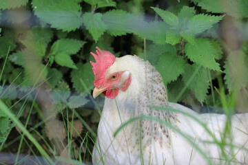 rooster or cock, a male chicken