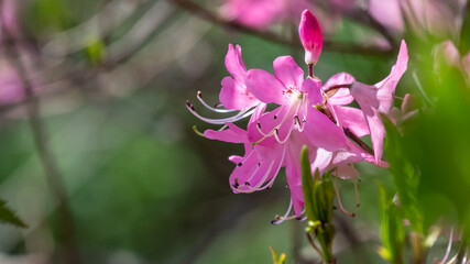 Fototapeta na wymiar Beautiful Azalea Blooming Along the Blue Ridge Parkway