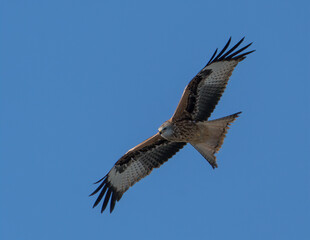 Fototapeta premium Rotmilan am Himmel