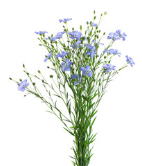 Flax flowers isolated on white background. Bouquet of blue common flax, linseed or linum usitatissimum.