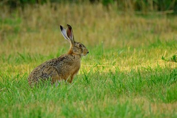 rabbit in the grass
